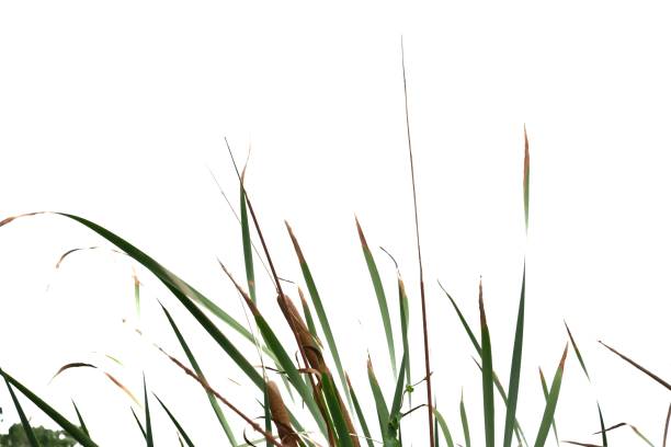 istock In selective focus wild grass leaves on white isolated background for green foliage backdrop 1227613690