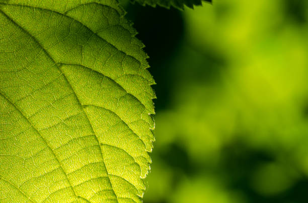 istock Close up of green leave with green leaf background (selective DOF) 1227614108