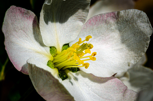 Macro top/side view from directly above of a single yellow/pink/purple peony flower head, with sharp details of pistils (stigma) and stamen (anther)