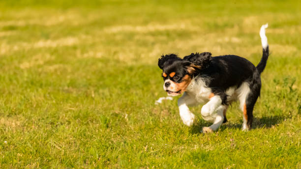 istock a cute puppy running on the lawn 1227614818