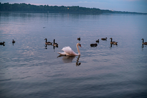 Hamilton, Ontario - Swan and Geese on the Water