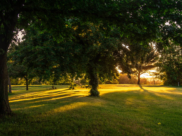 istock Landscape  Scenery - Golden hour in field with Trees 1227614952