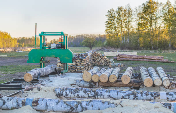 A small sawmill for processing wood in the countryside. Birch, pine and aspen logs. In the background - the spring forest at sunset. Copy space