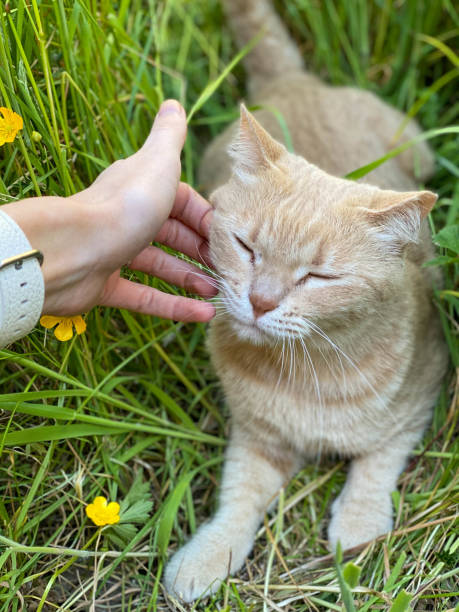 istock Ginger tabby cat being petted in long garden grass 1227615247