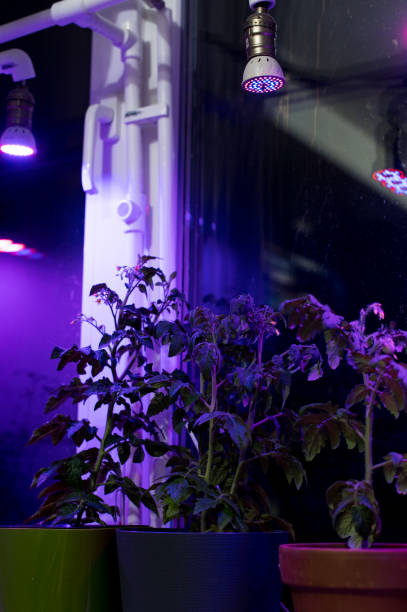 istock Tomato plants on windowsill near window under artificial lighting LED lamp solar spectrum 1227616205