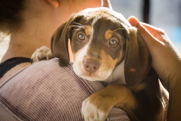 istock hound puppy resting on shoulder 1227616482