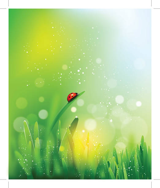 sommerfarben - ladybug nature spring drop stock-grafiken, -clipart, -cartoons und -symbole