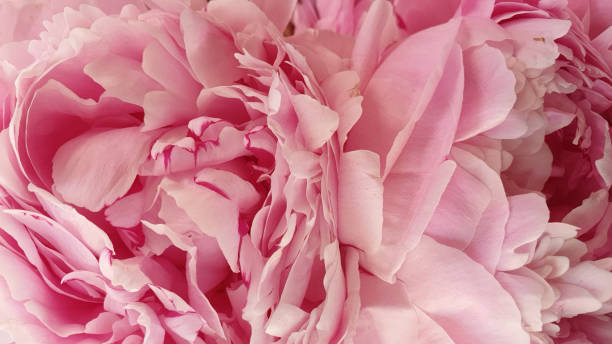 istock Beautiful pink rose peony flowers 1227619031