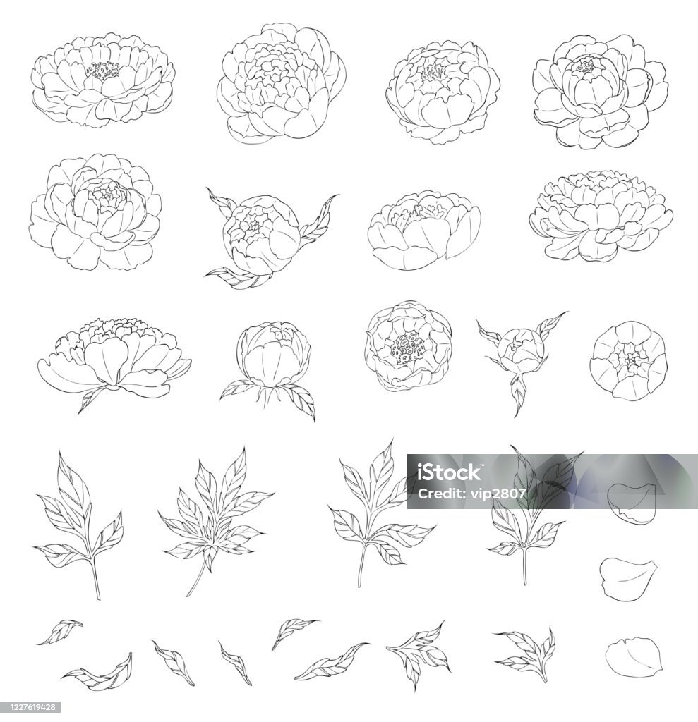 Bộ Hoa Mẫu Đơn Lớn Và Lá Để Tạo Thành Phẩm Hình Xăm Hình Minh Họa ...
