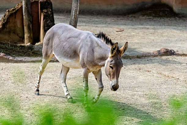 Somali wild donkey trots through his territory