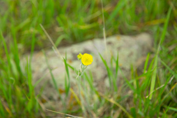 istock yellow flower in landscape 1227620036