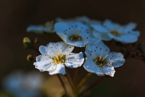 bridalwreath spirea białe kwiaty makro tekstury, nastrojowe atmosferyczne kwiatowe tło - stephanotis zdjęcia i obrazy z banku zdjęć