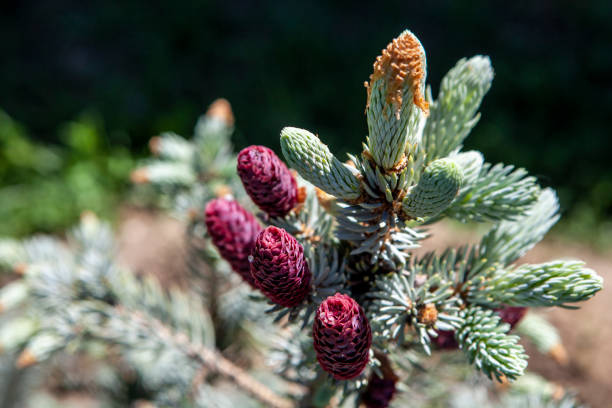istock image of fir tree forest 1227620369
