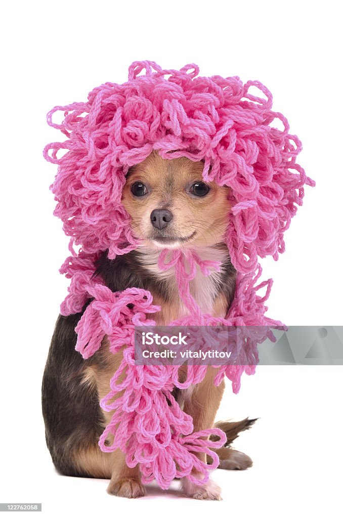 Tejido Rizado Chihuahua cachorro usando sombrero rosa y bufanda - Foto de stock de Accesorio personal libre de derechos