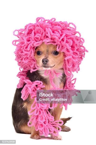 Tejido Rizado Chihuahua Cachorro Usando Sombrero Rosa Y Bufanda Foto de stock y más banco de imágenes de Accesorio personal