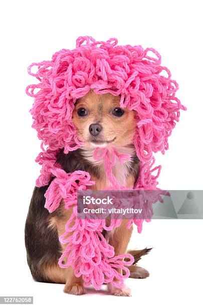 Chihuahua Cucciolo Che Indossa A Maglia Cappello E Sciarpa Rosa Ricci - Fotografie stock e altre immagini di Abbigliamento