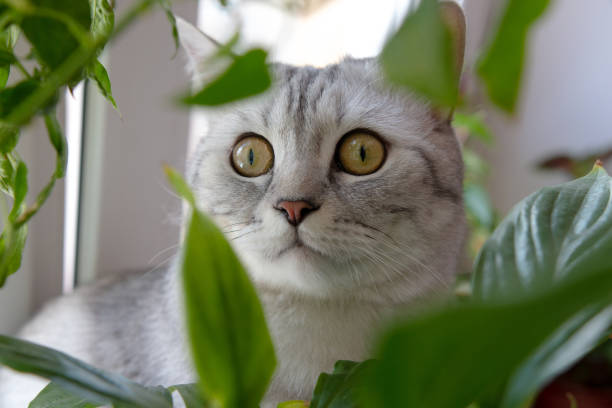 istock a cat is a pet to have a good time with 1227621209