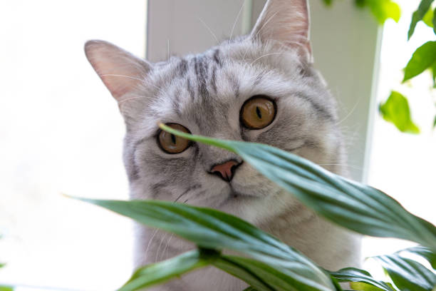 istock a cat is a pet to have a good time with 1227621211