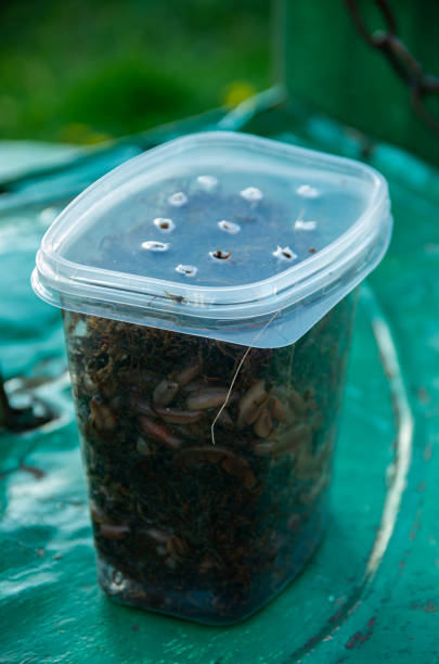 Night worms for fishing in a plastic box, fish