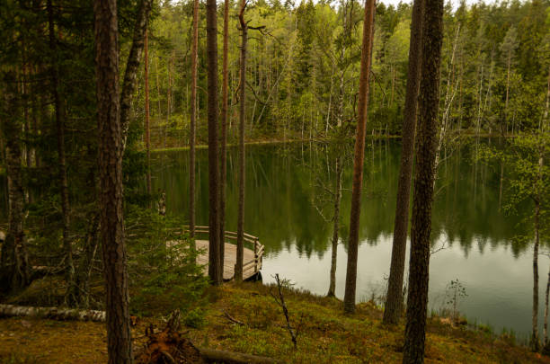 istock Green lake with many trees in the forest thicket 1227621392