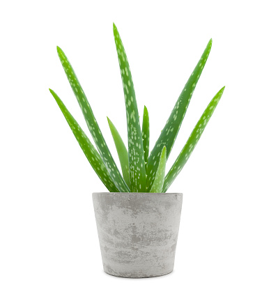 Aloe vera plant in cement pot isolated on white