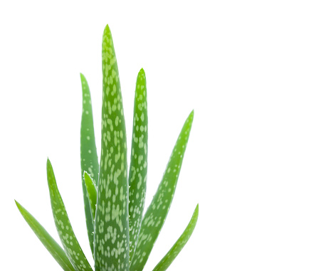 Aloe vera plant close-up isolated on white (selective focus)