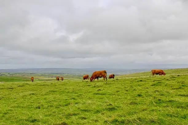 Photo of Red Angus - Irish countryside