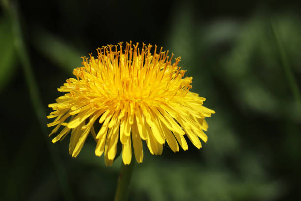 istock Blooming dandelion close up 1227623114