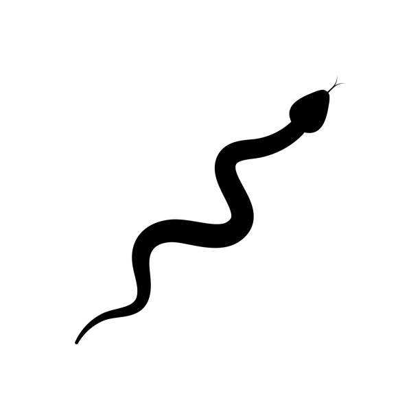 illustrazioni stock, clip art, cartoni animati e icone di tendenza di vettore serpente silhouette nera - snake white curled up animal