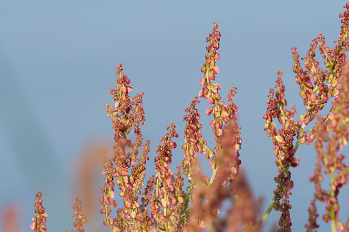 Close up of seeds on a dock (rumex) plant