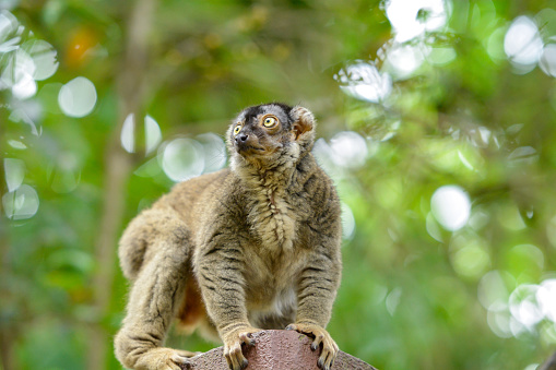 They have short, dense fur that is primarily brown or grey-brown in colour. It's a species of lemur in the family Lemuridae. Photo taken at Singapore Zoo