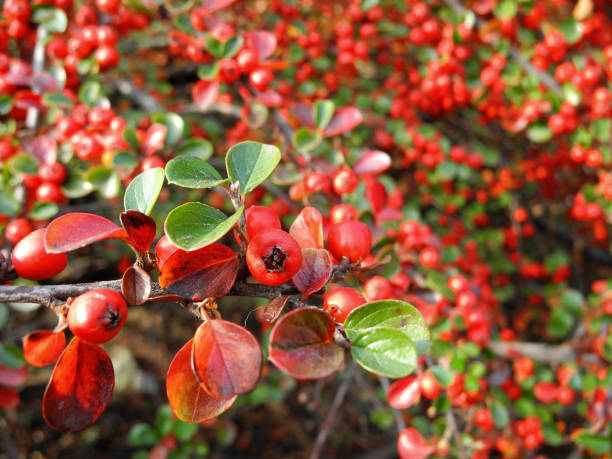 Cotoneaster branches with red berries in autumn Red dense berries of cotoneaster on branches. Autumn natural background. Decorative ground cover shrubs for garden. cotoneaster horizontalis stock pictures, royalty-free photos & images