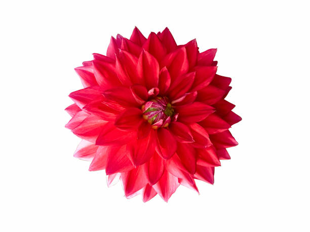 istock Red dahlia isolated on white background 1227627167