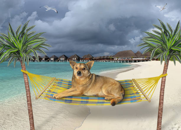 The beige dog is resting in a hammock on a tropical beach of Maldives.