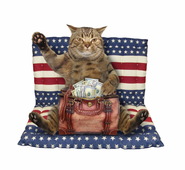 istock Cat with bag of dollars on air bed 1227627735