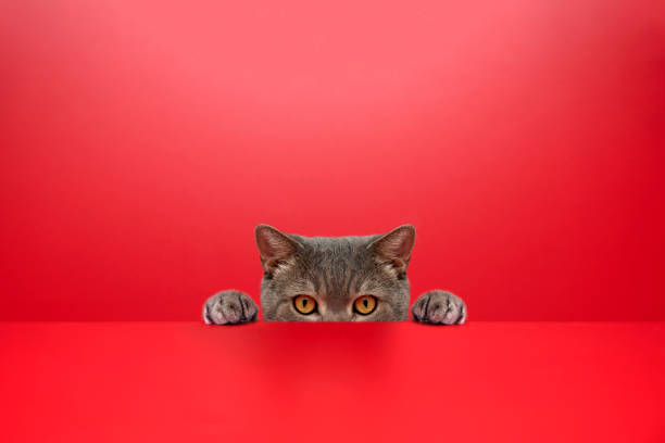 Big-eyed naughty obese cat looking at the target. British sort hair cat.Red background Big-eyed naughty obese cat looking at the target. British sort hair cat. animal whisker photos stock pictures, royalty-free photos & images