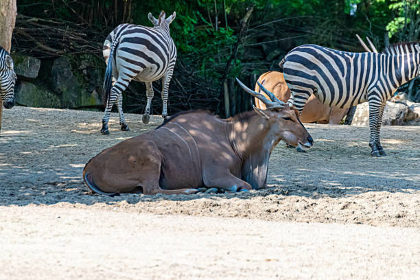 istock Caribou resting in the enclosure 1227629124