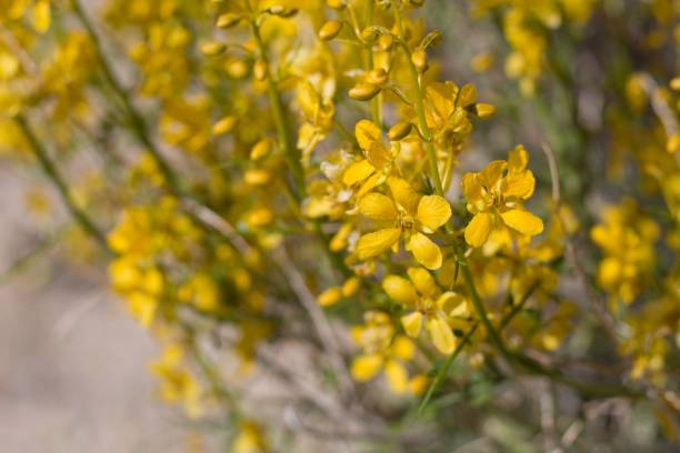 istock SENNA ARMATA - TWENTYNINE PALMS - 042420 A 1227630122