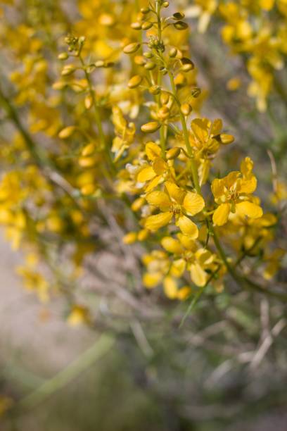 istock SENNA ARMATA - TWENTYNINE PALMS - 042420 B 1227630123