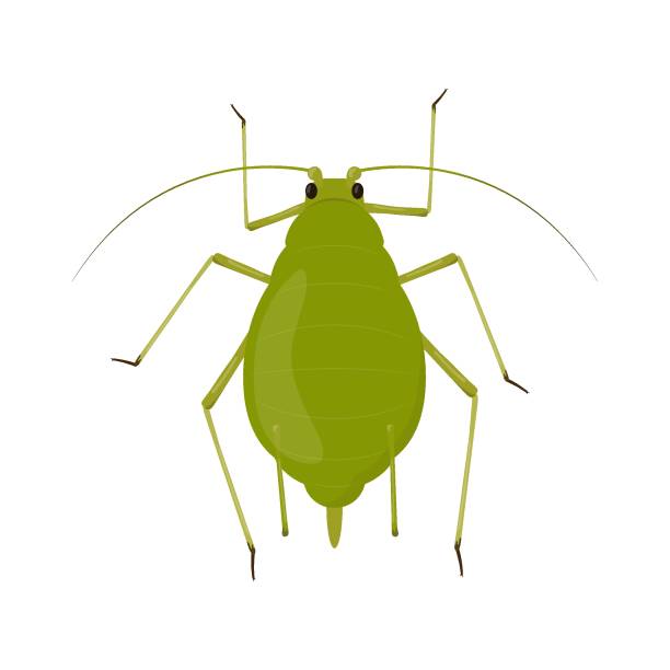 90+ Cartoon Of An Aphid Stock Illustrations, Royalty-Free Vector