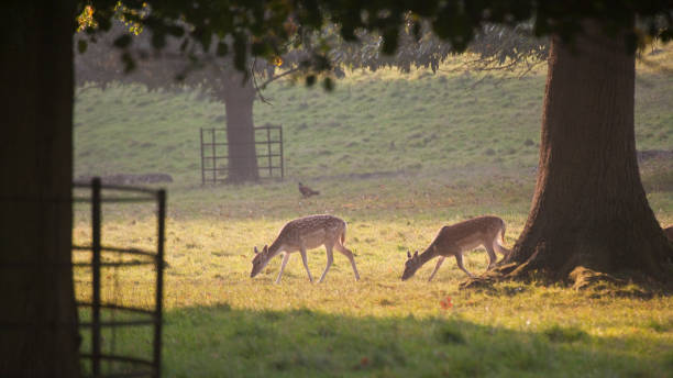 istock Fallow deer Dama dama in a park in England 1227630249