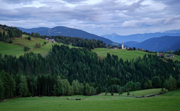istock Cattle in Austrian alps Countryside 1227630344