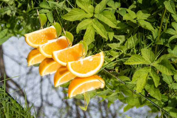 istock Orange slices in the form of ships 1227630762