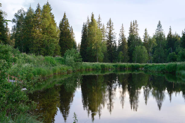 istock summer forest. trees reflected in the water in the evening sun 1227630933