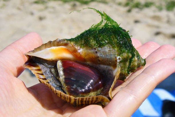 istock Hand holding live rapana with seaweed 1227631745