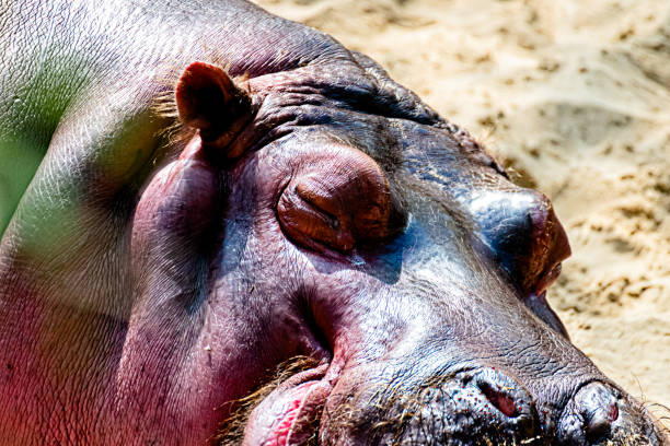 Hippo is resting in the sun