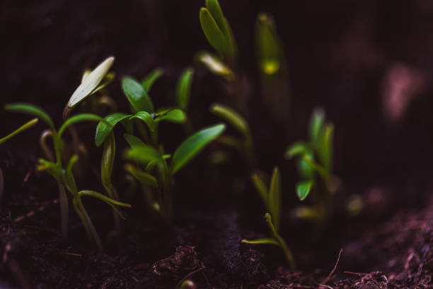 istock Seedlings for your Home Garden – Cilantro/ Coriander Seedlings 1227633358