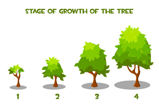 Growth stage Vectors, Clipart & Illustrations for Free Download