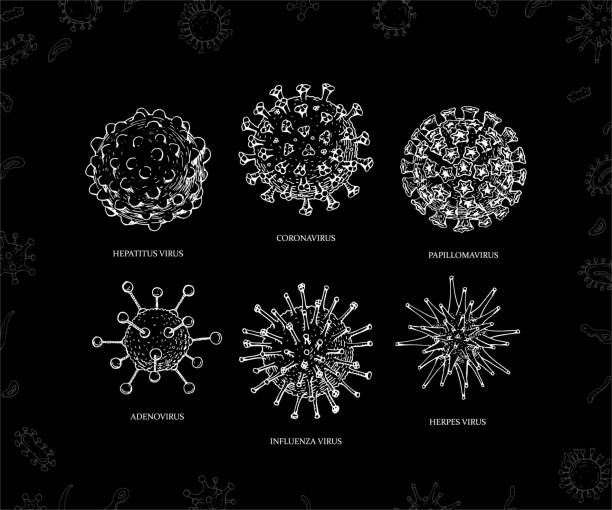 illustrations, cliparts, dessins animés et icônes de ensemble de types de virus dessinés à la main (coronavirus, papillomavirus, herpès, grippe, hépatite, adénovirus) dans le style de croquis. le virus du microscope se rapproche. illustration de vecteur. covid-2019 - hepatitis virus