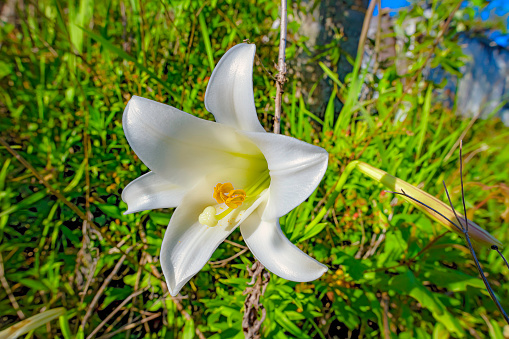 Wide angle macro photograph of a white lily.
